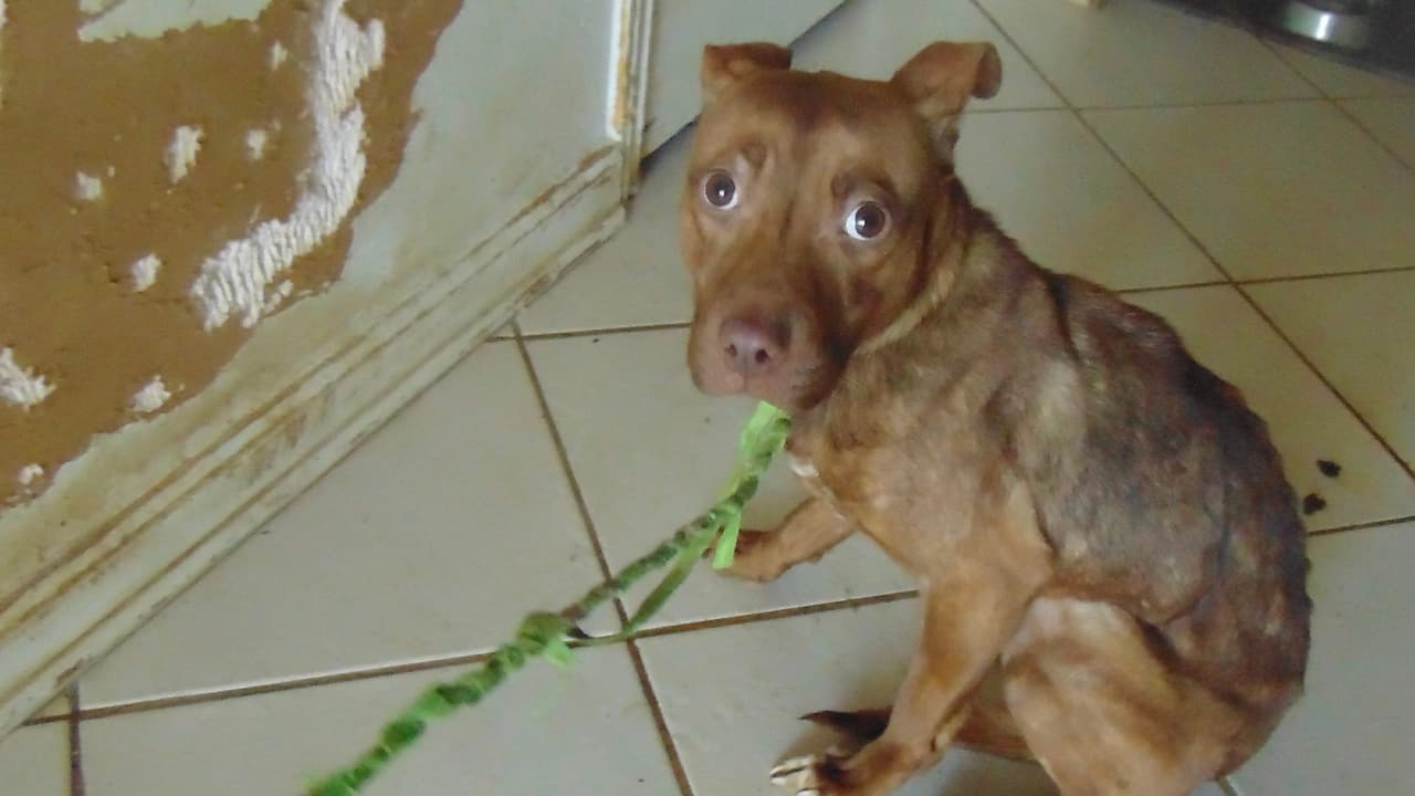 Algunos animales estaban atados a perreras de alambre en una bodega de almacenamiento sucia llena de heces y orina, basura y cucarachas.