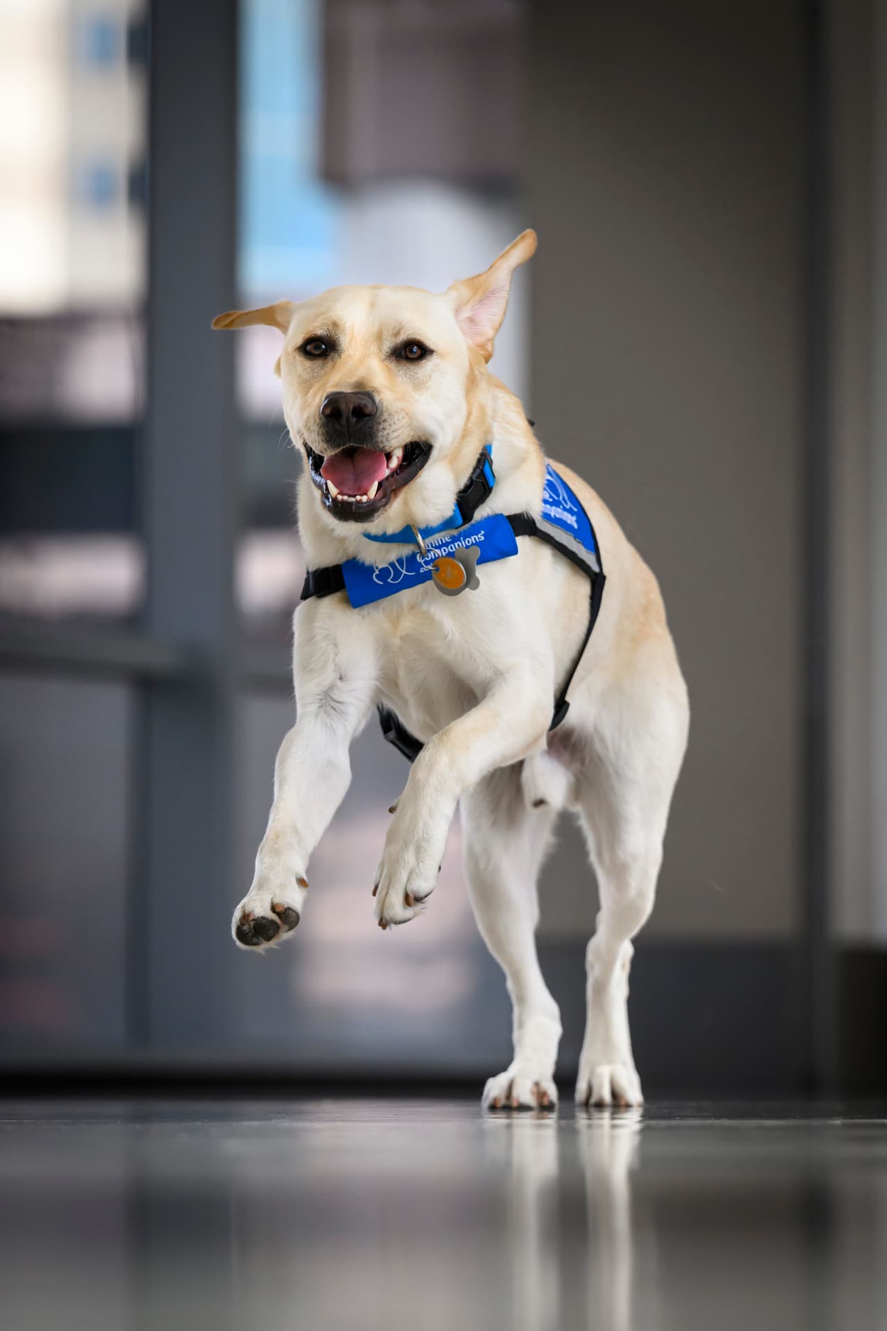 Crosby se une a un equipo de otros cinco perros, quienes están a tiempo completo en el hospital brindando intervenciones terapéuticas para los pacientes y sus familias.Los perros del Texas Children's Hospital son:
<br>
<br>- Pinto, un Golden Retriever de 8 años.
<br>
<br>- Bailey, un Golden Retriever de 7 años.
<br>
<br>- Pluto, un Golden Retriever de 6 años.
<br>
<br>- Cohen, un cruce de Golden Retriever Caniche de 6 años.
<br>
<br>- Angus, un cruce de Labrador/Golden Retriever de 4 años.
