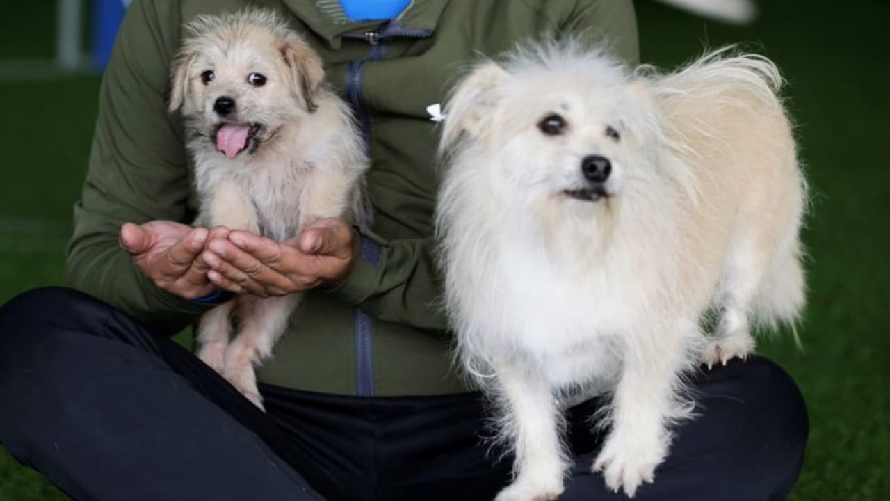 Un perro clonado es la sensación en las redes sociales