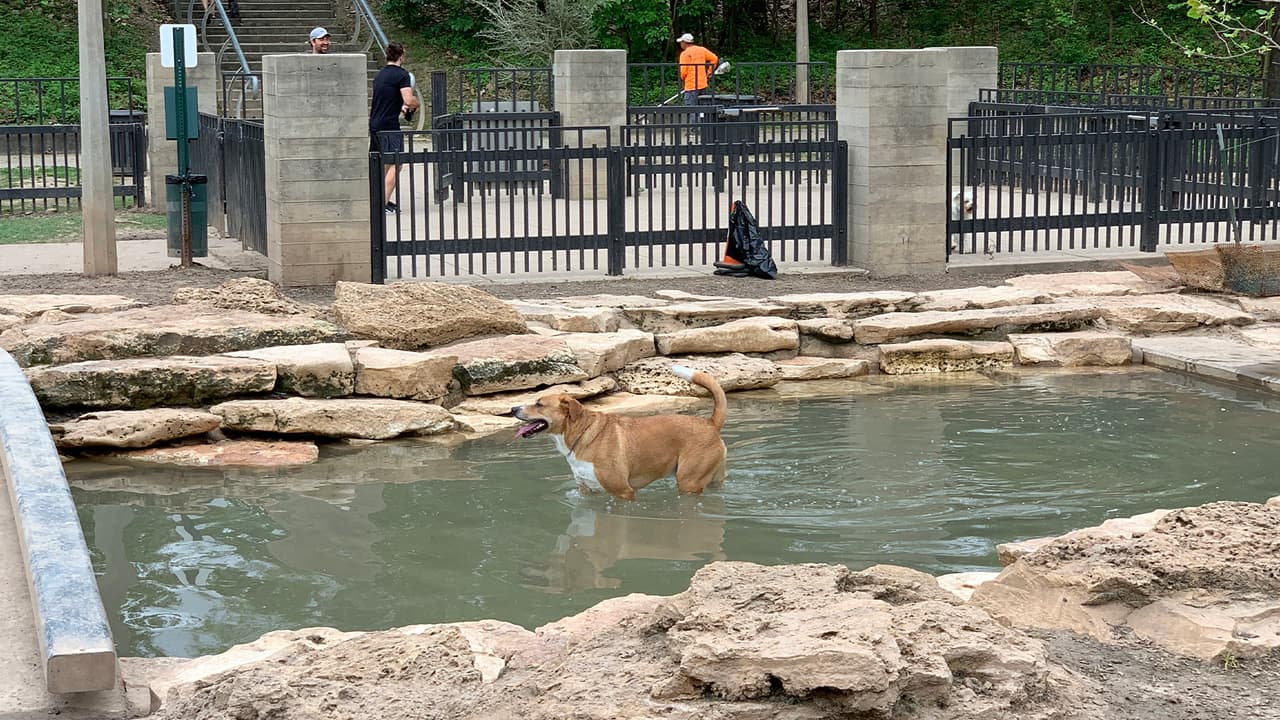 Recuerde que, en muchos lugares, los perros no están permitidos ni siquiera con correa, en áreas de juego para niños o en campos deportivos.