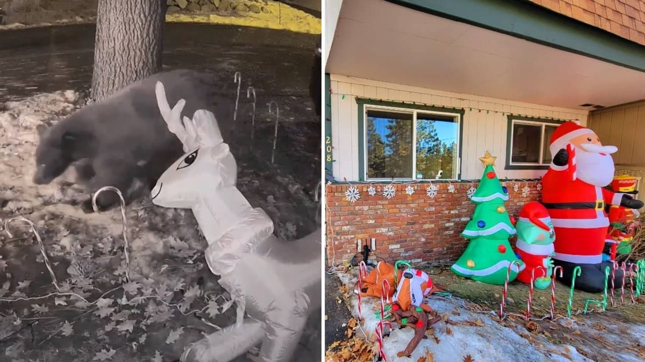 Oso se olvida del espíritu navideño y destruye decoración en Lake Tahoe