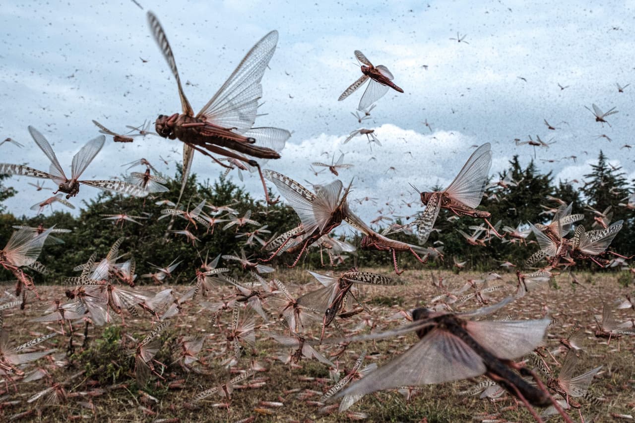 <b>Una plaga de langostas al oeste de África</b>
<br>
<br>Esta fotografía del 9 de febrero muestra un enjambre de langostas en Meru, Kenia. La Organización de las Naciones Unidas para la Agricultura y la Alimentación trabaja para rastrear de cerca los enjambres de langostas en África Oriental. Intenta evitar que la masiva presencia de insectos dañe los cultivos.