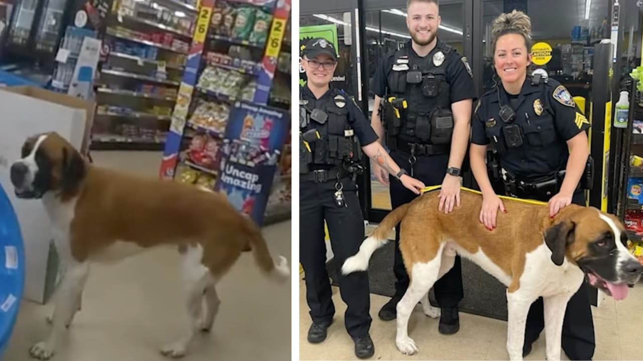 Atrapan a perro enorme que no quería abandonar una tienda Dollar General