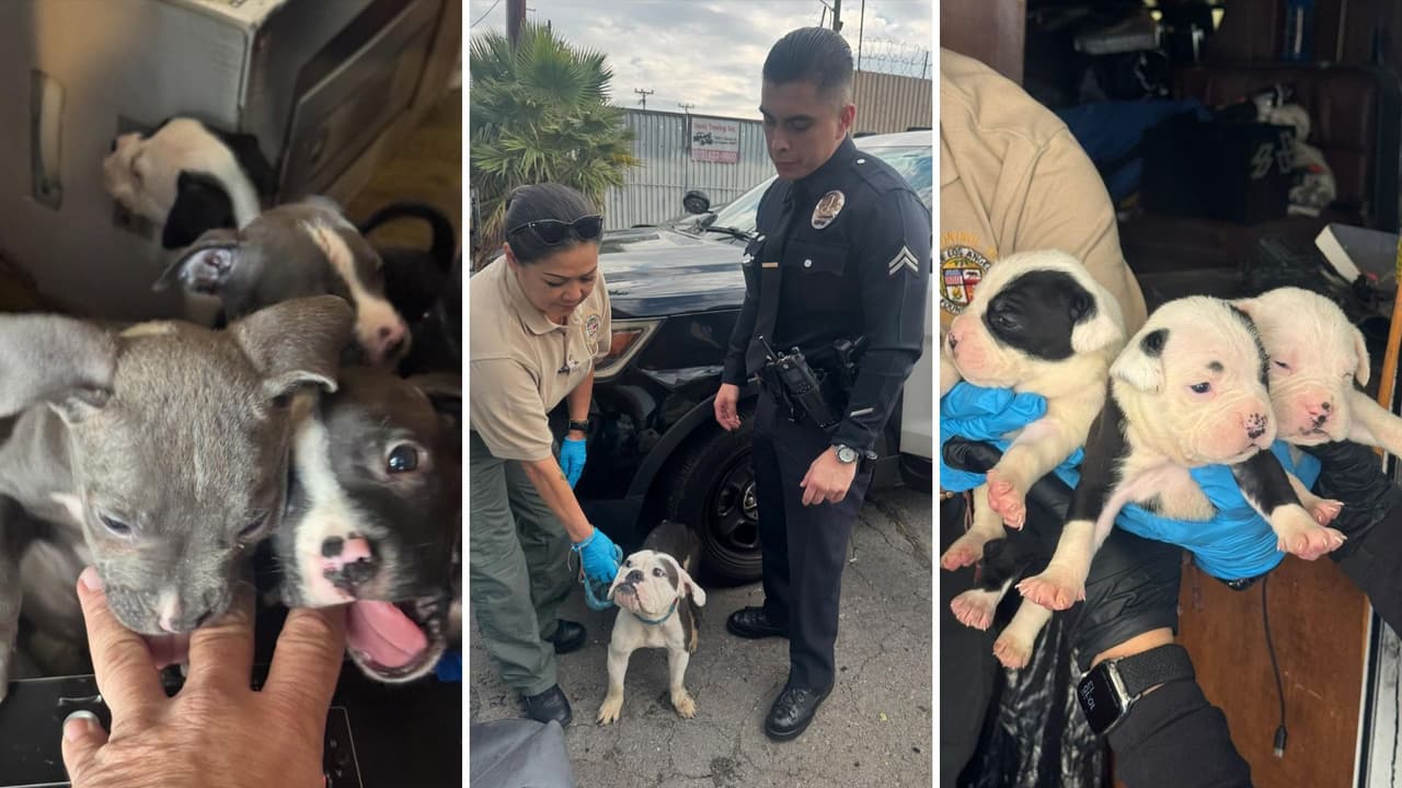 Desmantelan criadero clandestino de cachorros en campamento de personas sin hogar en LA