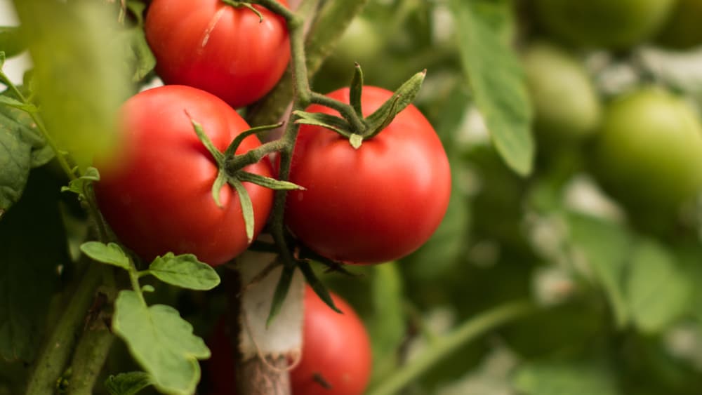 Ahora, lo interesante viene en el aspecto sexual, algo que contribuyó a que en Europa la llamasen la "manzana del amor". El tomate contiene un elevado contenido de betacaroteno, que el organismo transforma en vitamina A. Esta vitamina tiene un papel importantísimo en la producción de testosterona.