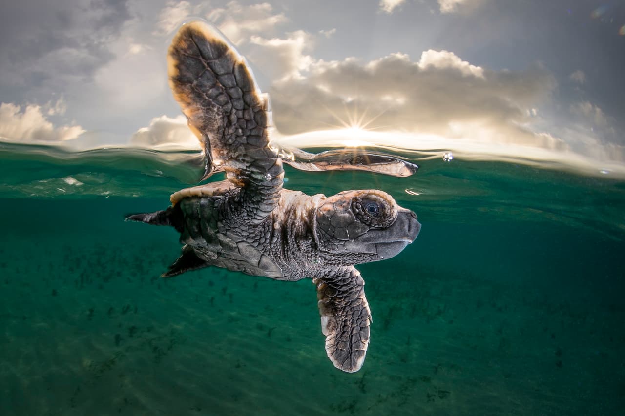 Una cría de tortuga carey, de solo una pulgada de largo (unos 3.5 centímetros), cuando se dirigía al mar por primera vez. Obtuvo el tercer lugar del premio y fue tomada en Isla Lissenung, Papúa Nueva Guinea.
<br>