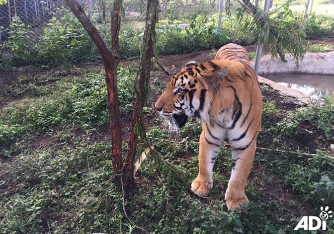 Los tigres de bengala llegaron este lunes a Miami para ir a su nuevo hogar, un espacio natural al aire libre y con una piscina de agua dulce para nadar.