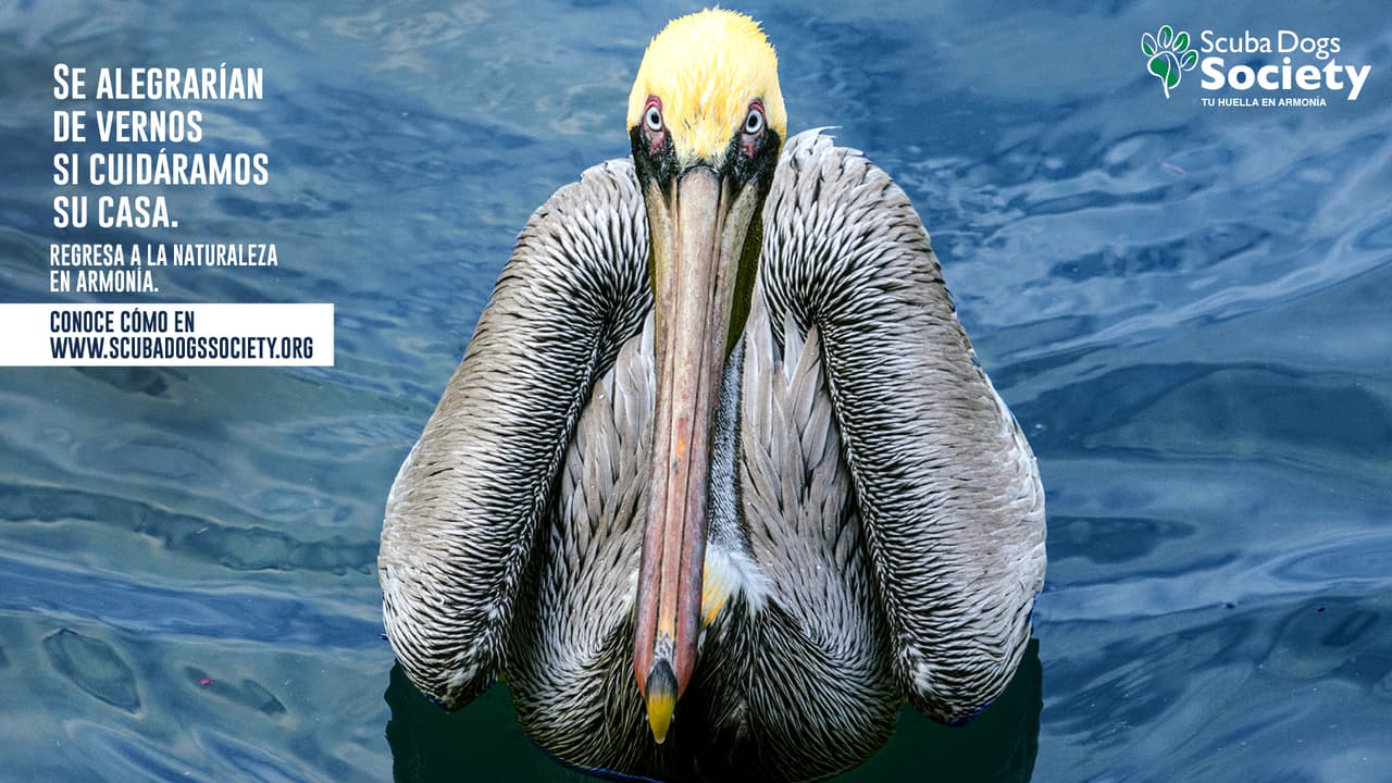 La “Guía para dejar tu huella en armonía con la naturaleza” está organizada en ocho secciones principales o “huellas”, que contienen recomendaciones de cómo el ser humano puede disfrutar de los recursos en armonía.