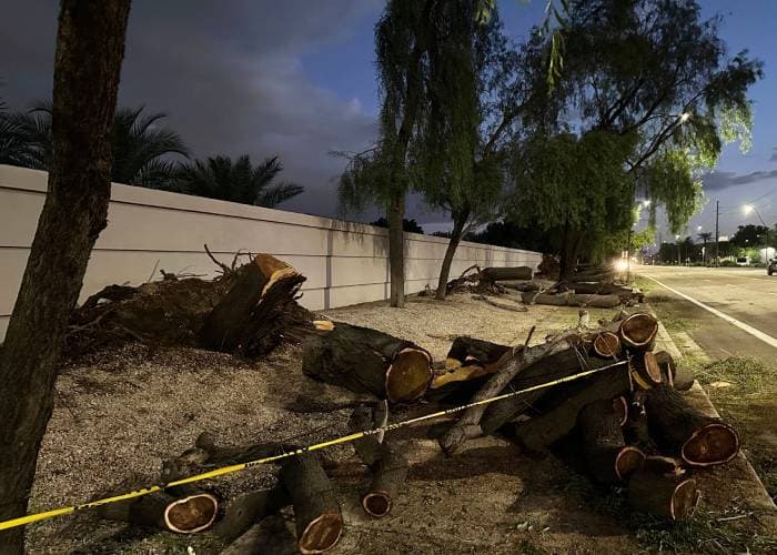 Los árboles no resistieron el embate de la micro ráfaga.