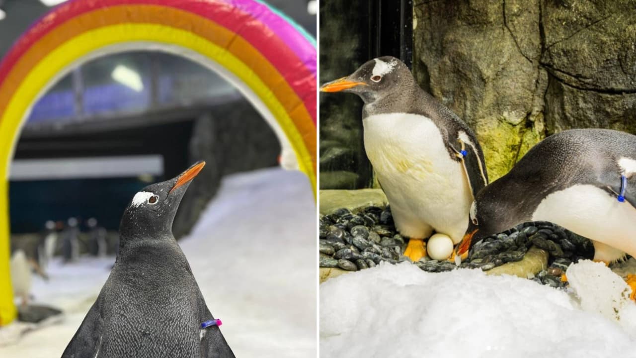 ¡Adiós a Sphen! Muere el pingüino gay más famoso del mundo (nos deja una hermosa historia de amor)