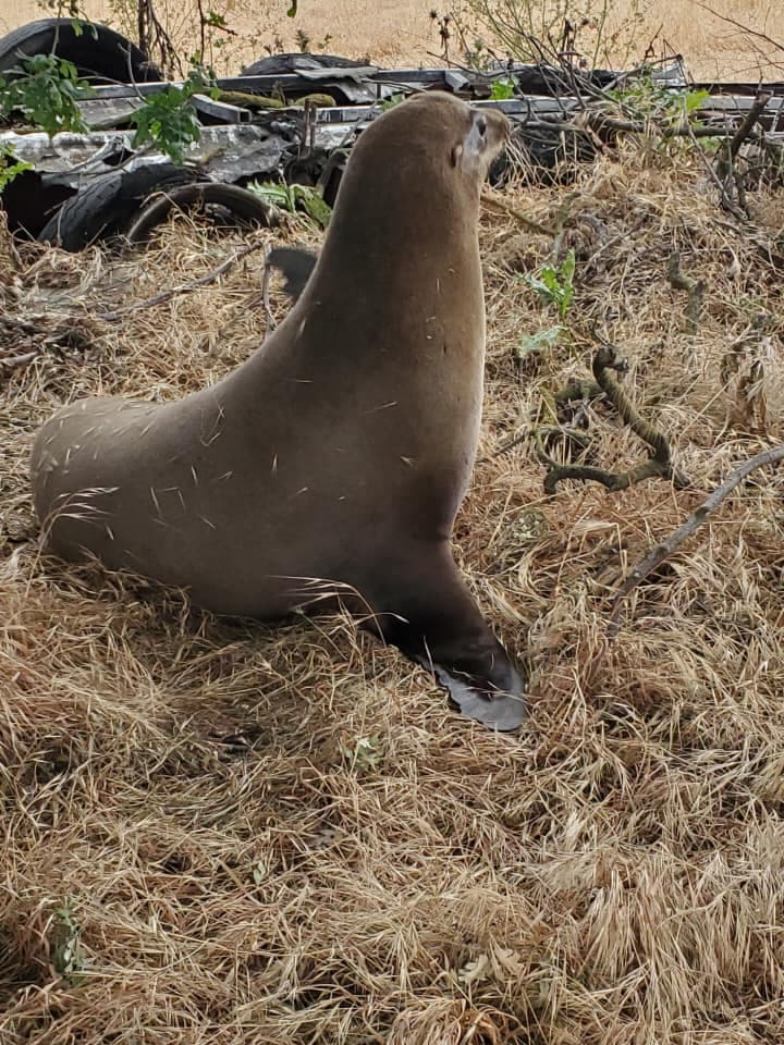 El león marino estaba en el área del interestatal 5, entre las ciudades Tracy y Manteca. La zona queda a 50 millas de la Bahía de San Francisco.