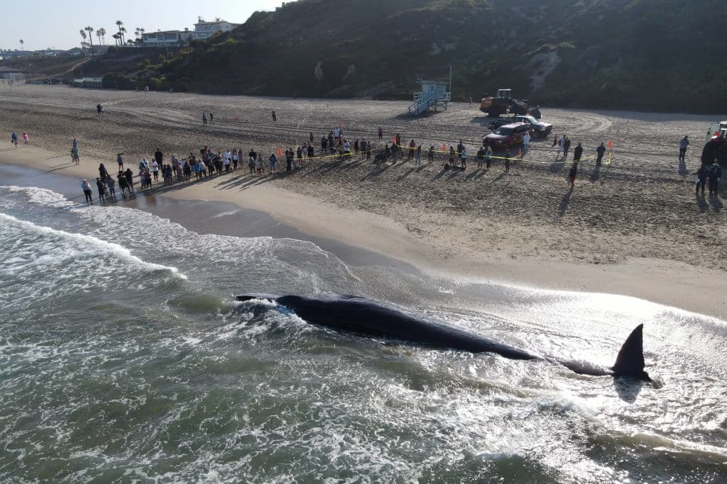 Desde el aire, así se veía el cuerpo de la
<b> joven <a href="https://www.univision.com/local/los-angeles-kmex/nace-ballena-gris-turistas-dana-point-california" target="_blank">ballena</a> fin macho</b> declarada muerta este sábado, 10 de agosto, 
<b>en Torrance Beach</b>, en el condado de Los Ángeles.