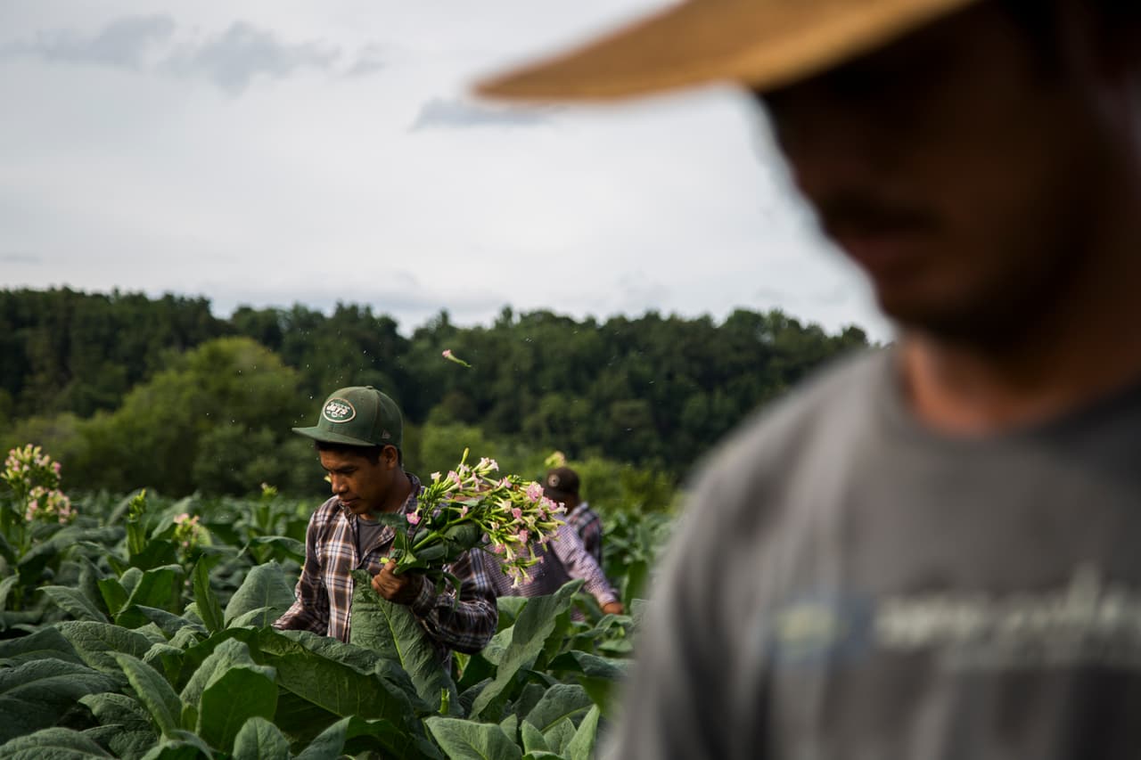 Los agricultores en una de sus encomiendas del día: arrancar las flores de las plantas de tabaco. Los hacen rápidamente para evitar estar en el campo cuando caiga la lluvia. (Nacho Corbella/Univision Noticias)