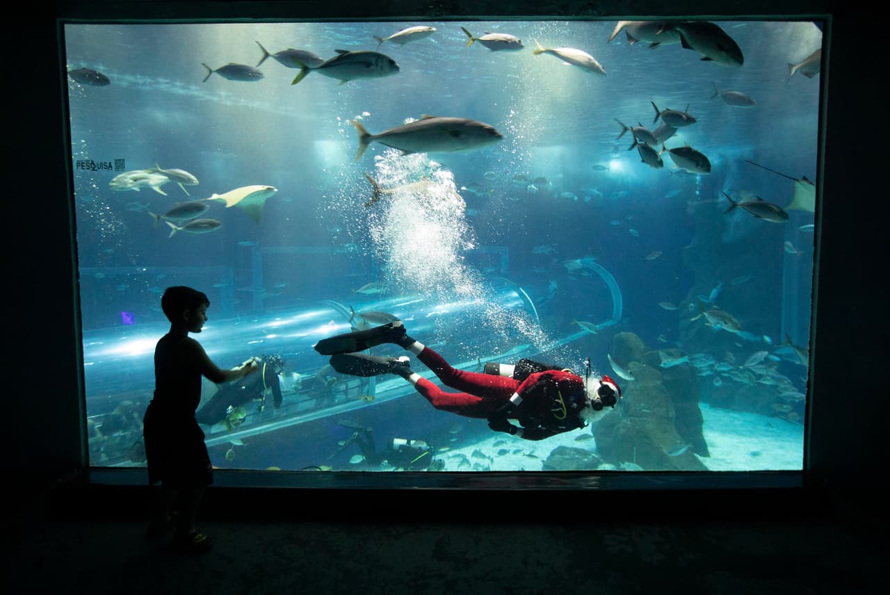 Un biólogo del acuario de Río de Janeiro, bucea vestido de Santa. 13 de diciembre de 2019.