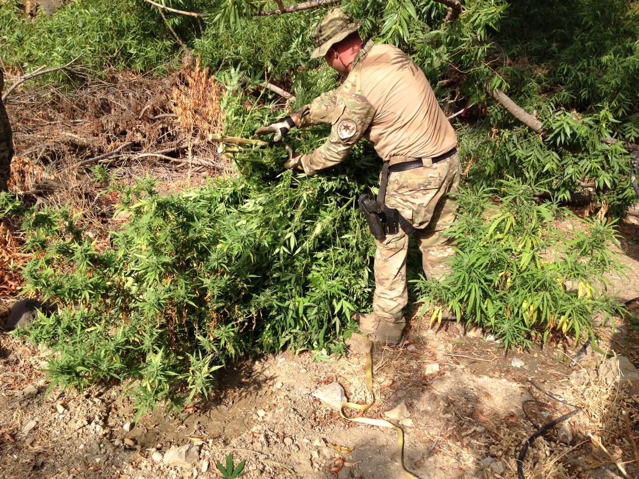 Los sembradíos de cannabis no se reportan inmediatamente al público porque las autoridades siguen la cadena para tratar de detectar otros plantíos ligados a la misma organización criminal.