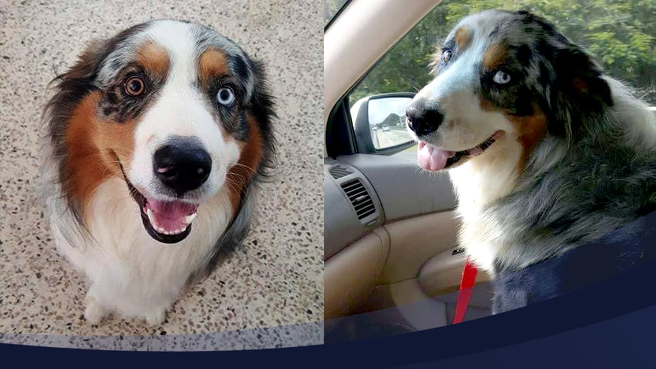 Buscan a perro de servicio de niño con autismo