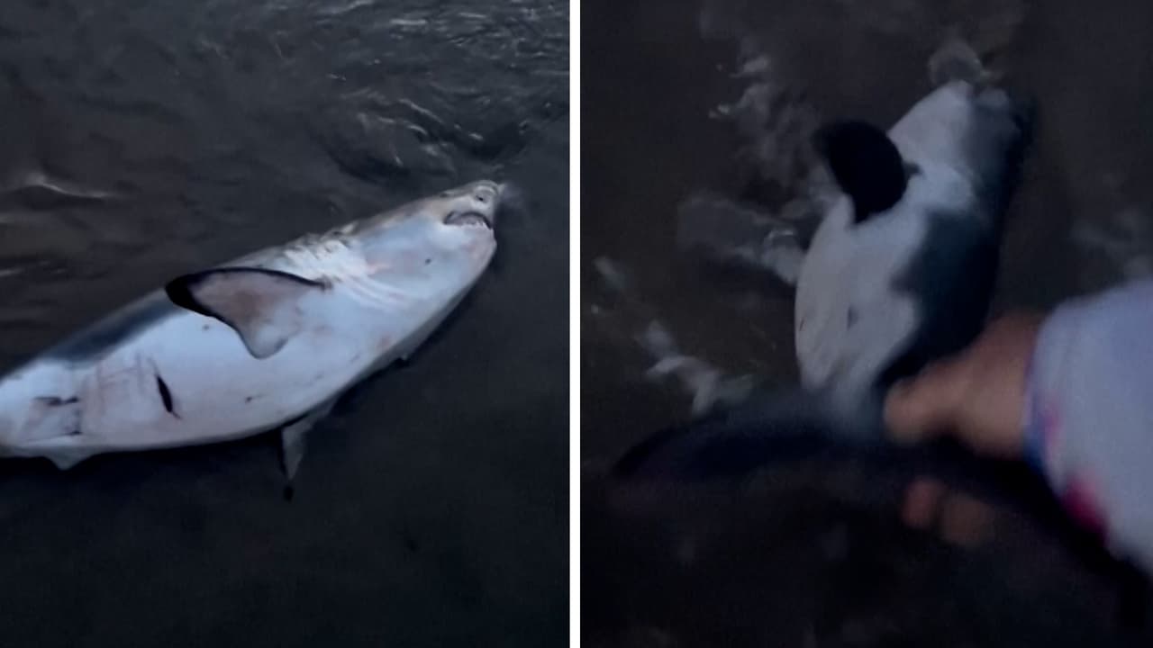 “No puedo verlo sufrir”: Mujer rescata con sus propias manos a un tiburón varado en una playa