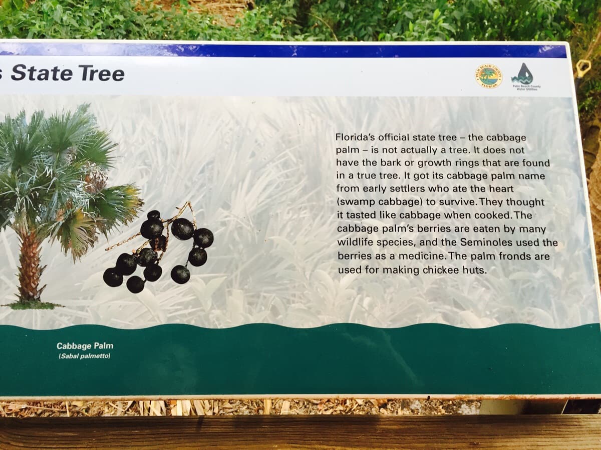 Cosas insólitas que solo se ven en Florida.