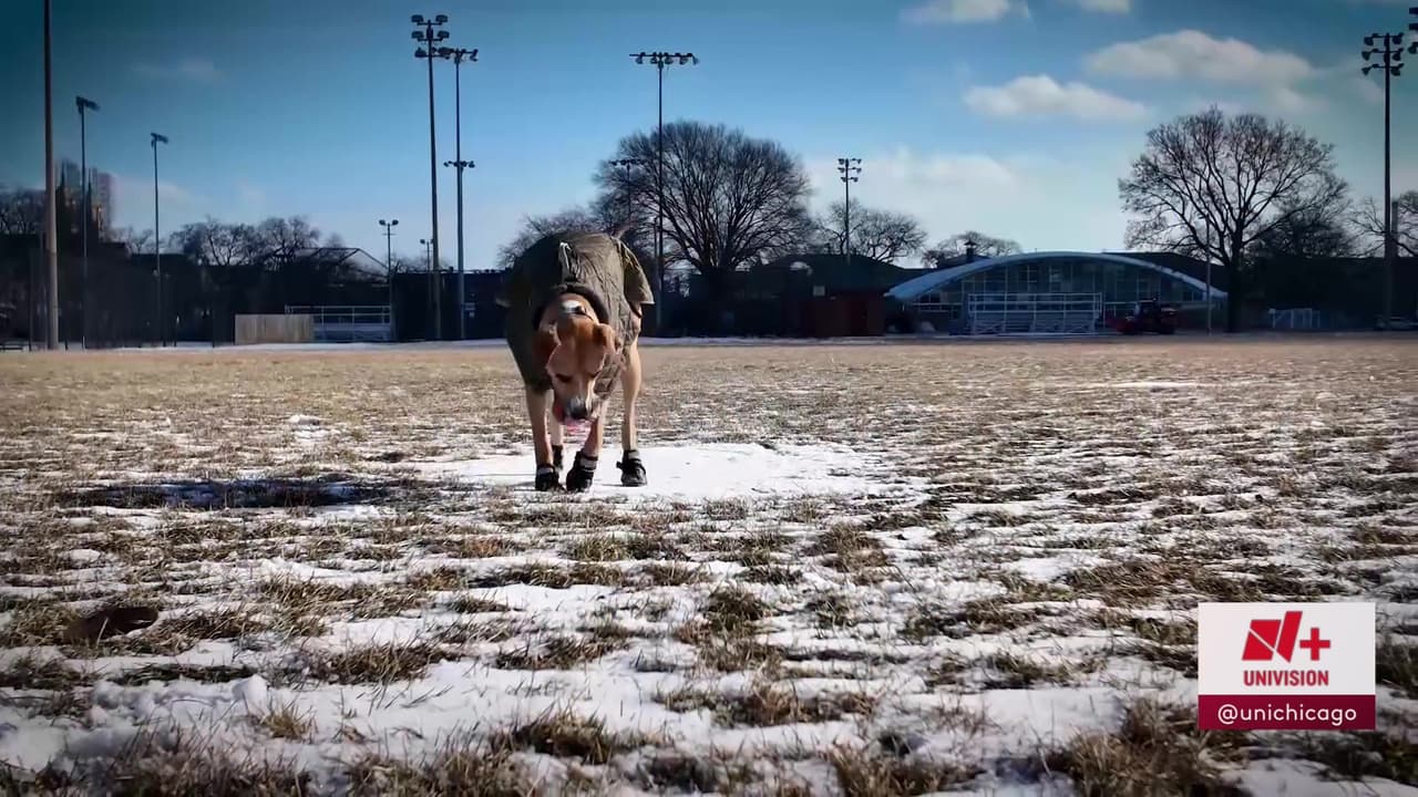 Además, rs importante no dejar a la mascota en el exterior, ya que, 
<b>el frío ha cobrado la vida de 55 animales está temporada, según PETA. </b>
<br>
<br>“Si se trata de un animal en peligro y en el momento de la llamada lo están observando en esa situación,
<b> llamen al 911,</b> no al 311. Llamen al 911. Es una emergencia. Es un animal cuya vida está en peligro," comentó la oficial Kozielski, policía de Joliet. 
<br>
<br>Si ve a un animal abandonado o en peligro por las temperaturas extremas, repórtelo de inmediato a las autoridades, ya que su vida puede estar en riesgo.
