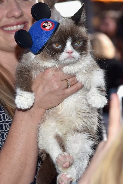 Una celebridad arizonense captó la atención de las cámaras durante la alfombra roja del estreno de la película de Disney "Cinderella". Sin embargo, no se trata de un actor, músico o atleta, sino del famoso Grumpy Cat, quien cautivó a más de uno con su carita de enojado. Hasta los cineastas de "Frozen" se tomaron una foto con el felino. Aunque parece molesto, al parecer al gatico le gustan las cámaras porque estuvo muy tranquilo mientras explotaban las luces de los fotógrafos.
