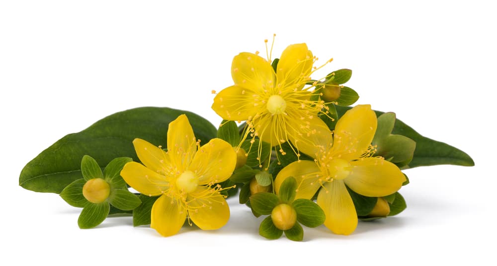 Entre estas reacciones negativas se encuentran mayor ansiedad, mareos, náuseas, sensación de ardor, cosquilleos, fatiga, resequedad en boca y garganta, dolor de cabeza, jaquecas, diarrea y en sí un sentimiento más incómodo de agitación y nerviosismo.