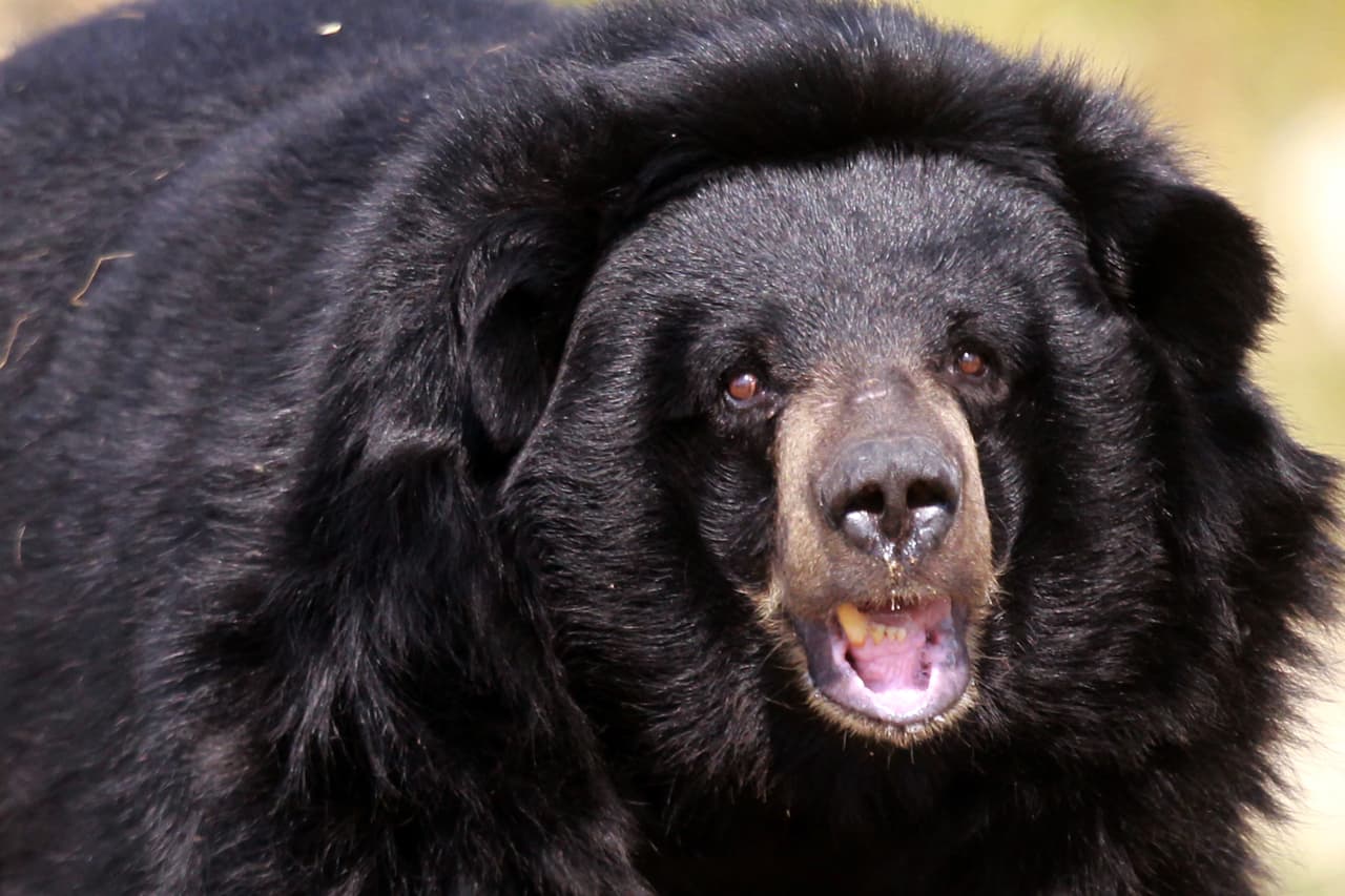 Un oso negro mata a un adolescente durante una carrera en Alaska