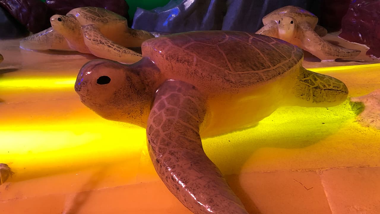 Durante el recorrido también verán tortugas, delfines, tiburones martillo y mucho más.