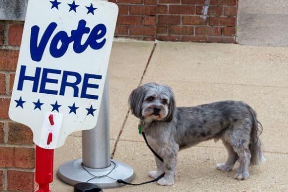 Este tierno can espera a su dueño que entró a sufragar a la Lyles-Crouch Traditional Academy en Alexandria, Virginia.