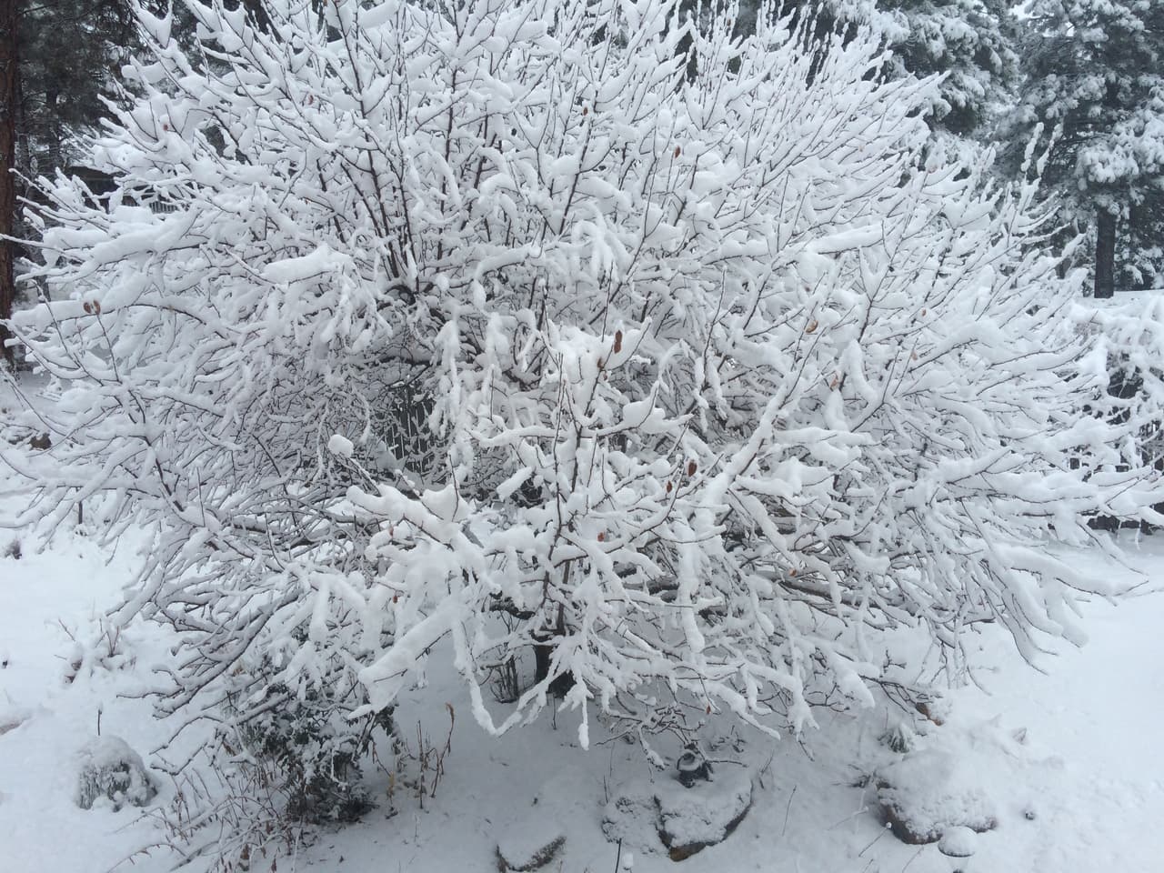 El Sistema Meteorológico Nacional de Flagstaff anunció que a las 5:00 de la mañana ya se habían recibido 9.6" de nieve en Flagstaff. Debido a la nevada, varias escuelas están cerradas.