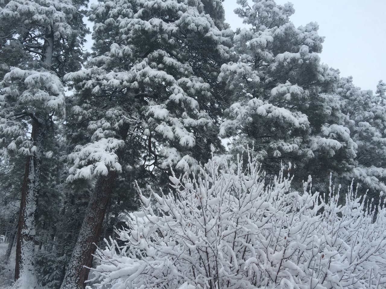 El Sistema Meteorológico Nacional de Flagstaff anunció que a las 5:00 de la mañana ya se habían recibido 9.6" de nieve en Flagstaff. Debido a la nevada, varias escuelas están cerradas.