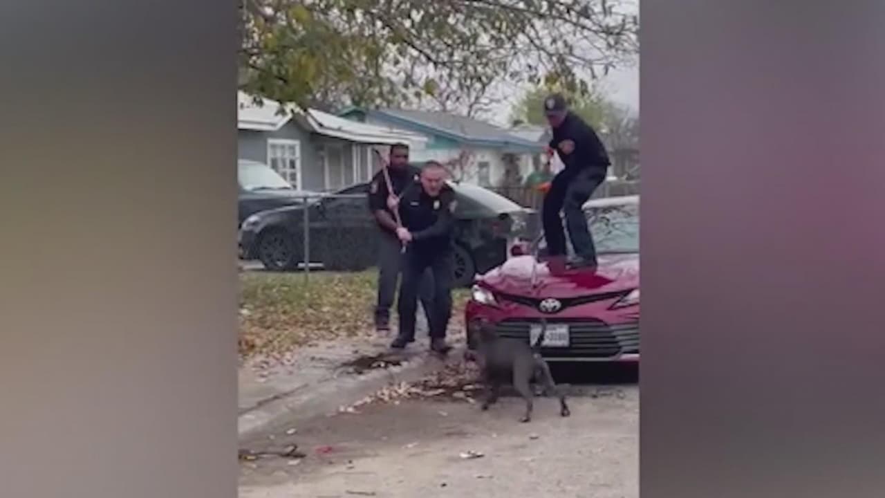 El Departamento de Cuidado Animal de San Antonio reportó que recibieron 21 llamadas sobre los perros que atacaron mortalmente a hombre.