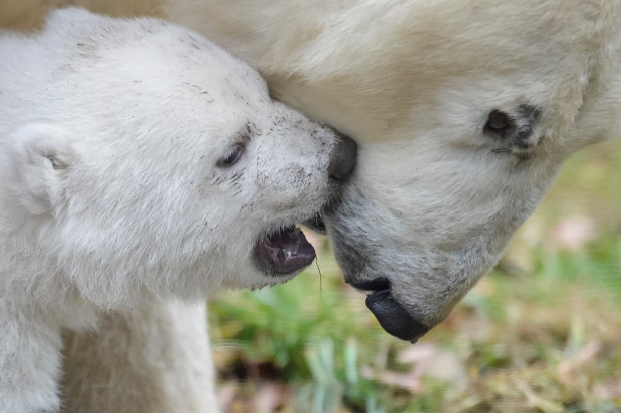 Con menos comida a su alcance y períodos de deshielo más prolongados, se ha registrado disminución en crecimiento y reducción de sus poblaciones.
