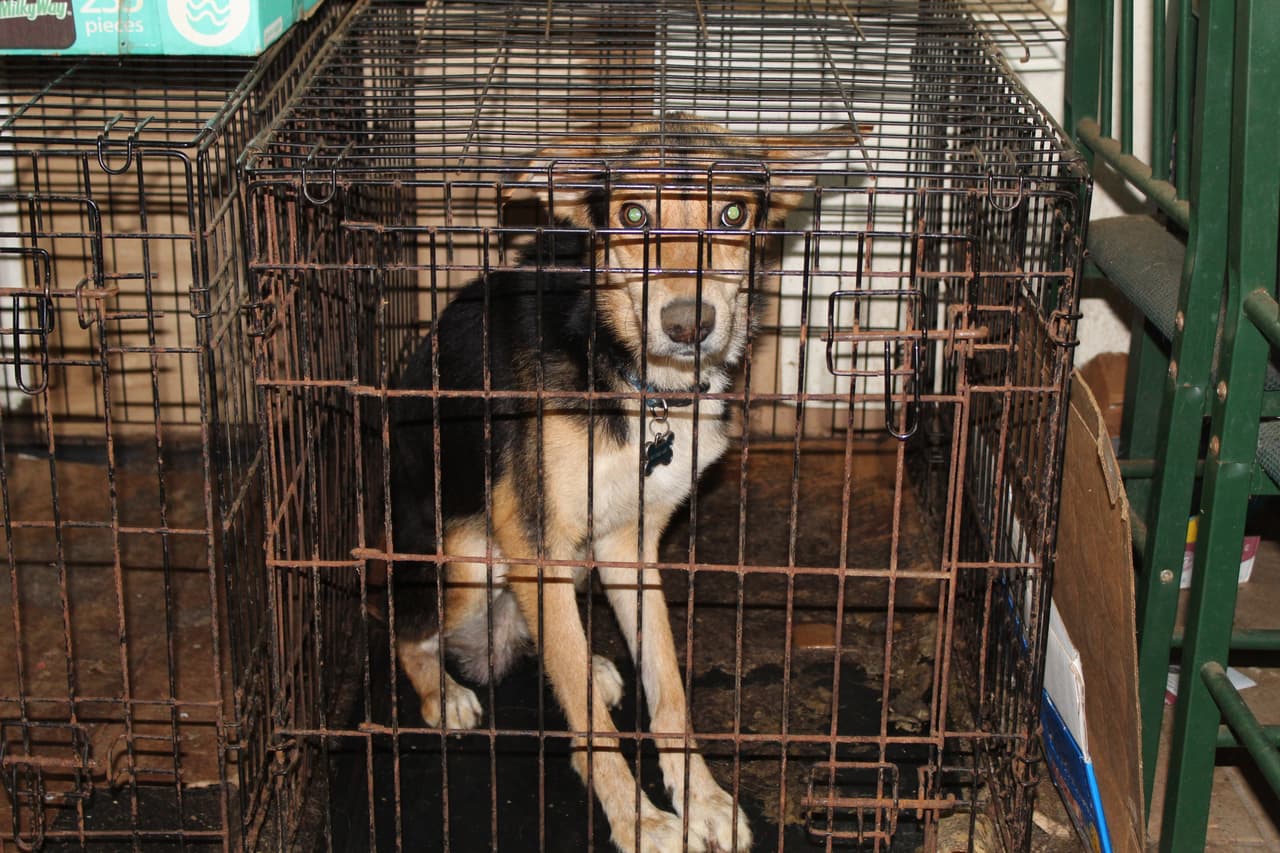 Además
<b>, dos perros fueron rescatados de jaulas sucias en el interior de la casa. </b>Todos los animales sobrevivientes están recibiendo atención médica en el Hospital Animal de la SPCA de Houston.
<br>