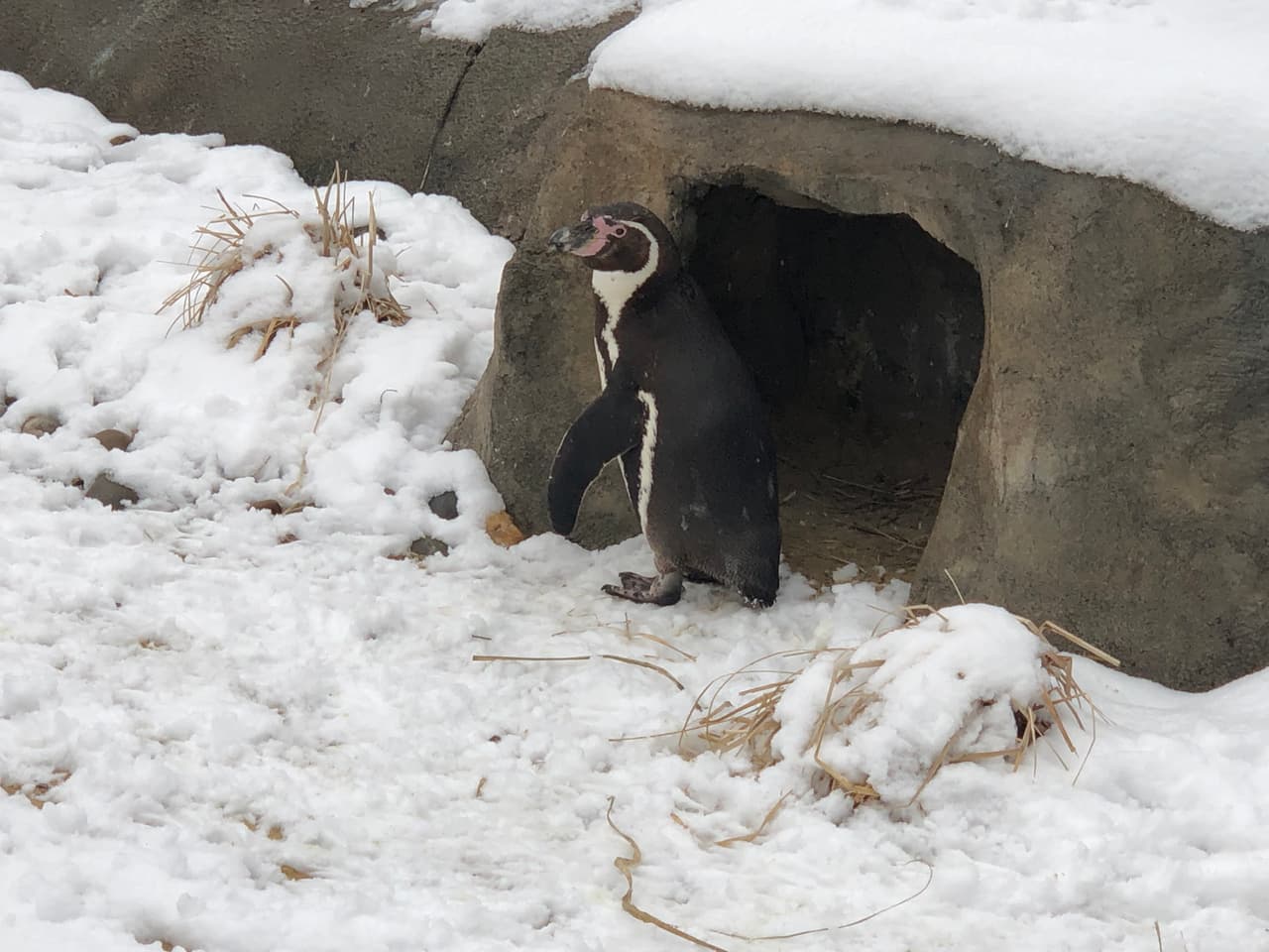 Es capaz de comunicarse a través de vocalizaciones que tienen diferentes funciones según el contexto y el propósito: para mostrar agresividad, para cortejar al sexo opuesto, para coordinarse en grupo o para reconocer a un familiar, por ejemplo. Su vocalización más reconocida suena muy parecido al rebuzno de un burro, y ambos sexos pueden emitirla. Suele mostrarse nervioso ante la cercanía de algún otro animal.
<br>
<br>