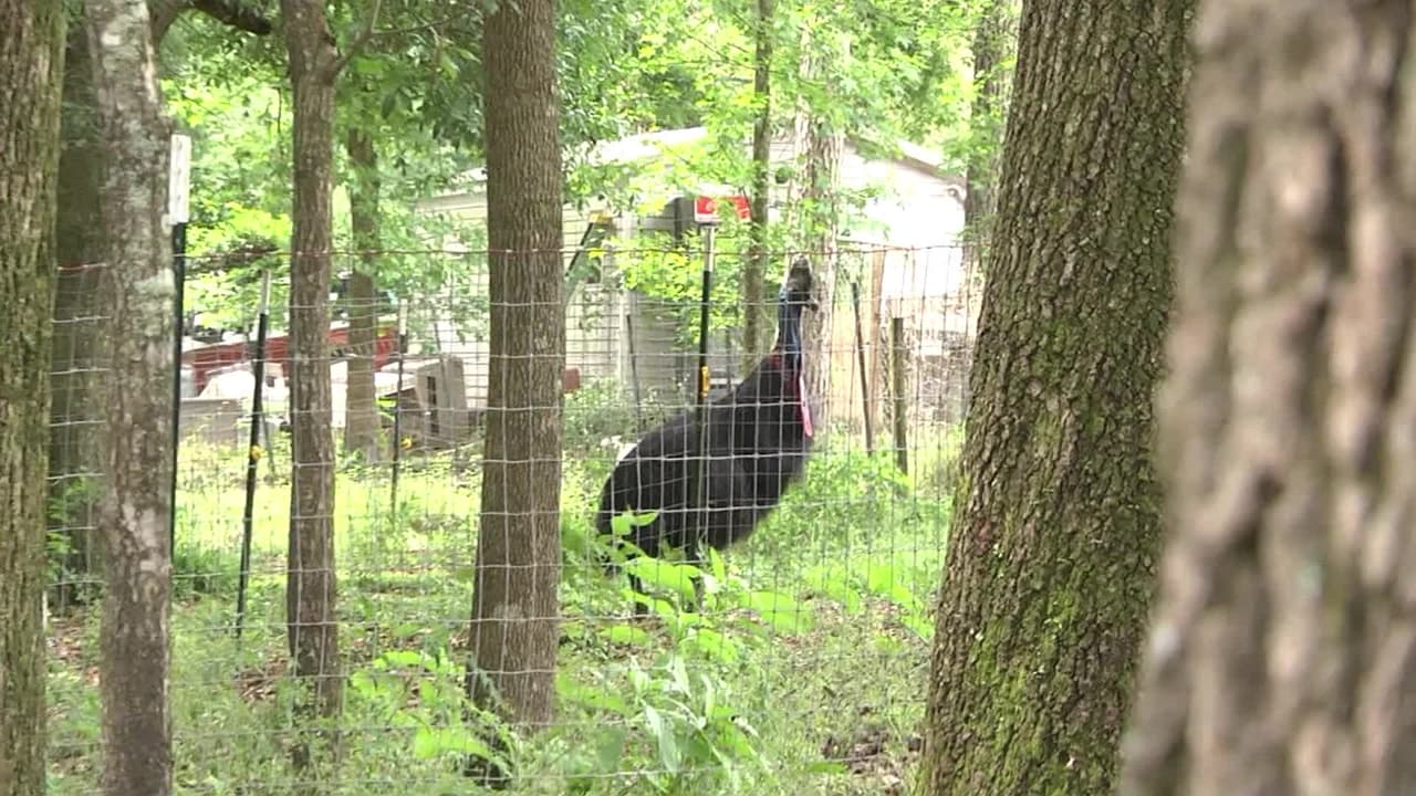 Subastarán a la enorme y peligrosa ave que mató a su dueño en Florida 