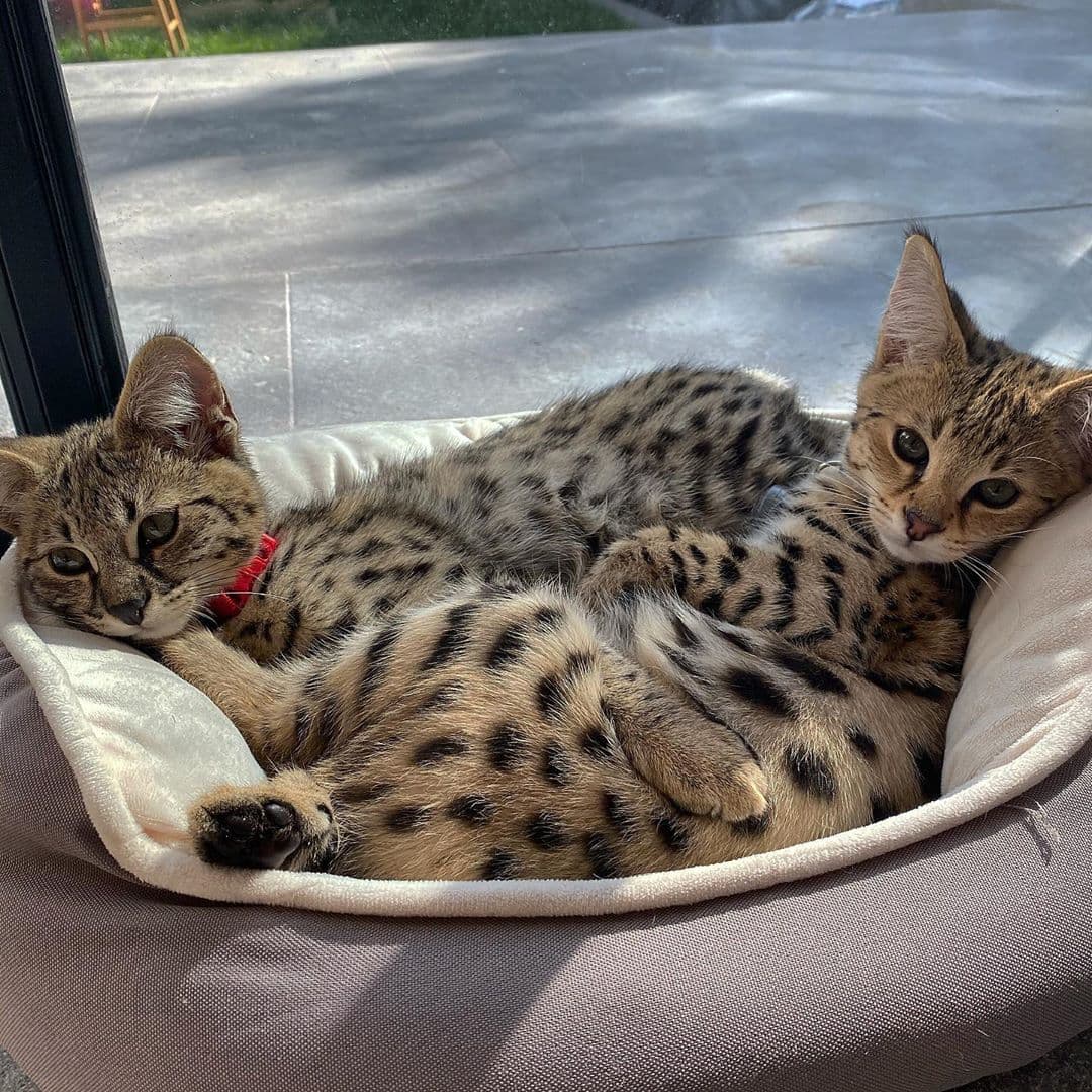 Recientemente, el cantante de 25 años y su esposa Hailey Baldwin, presentaron a través de sus redes sociales, a sus dos gatos Tuna y Sushi, que pertenecen a una raza llamada Savannah.