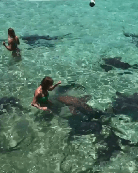 ¿Tú te atreverías a nadar con tiburores como lo hizo Lili Estefan?