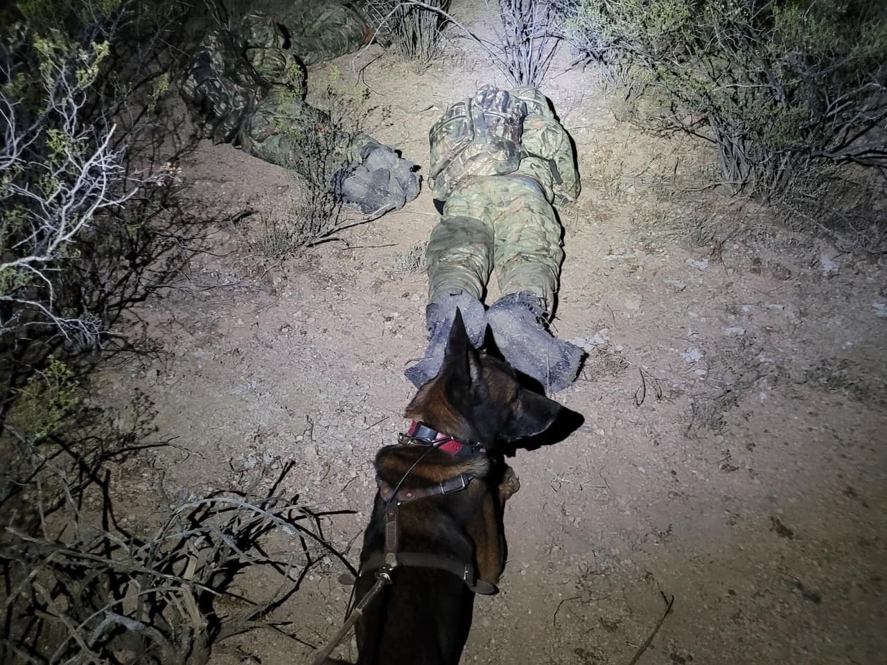 En un turno, un solo equipo de perros entrenados de la estación Douglas localizó a seis grupos de migrantes cerca de la frontera.
