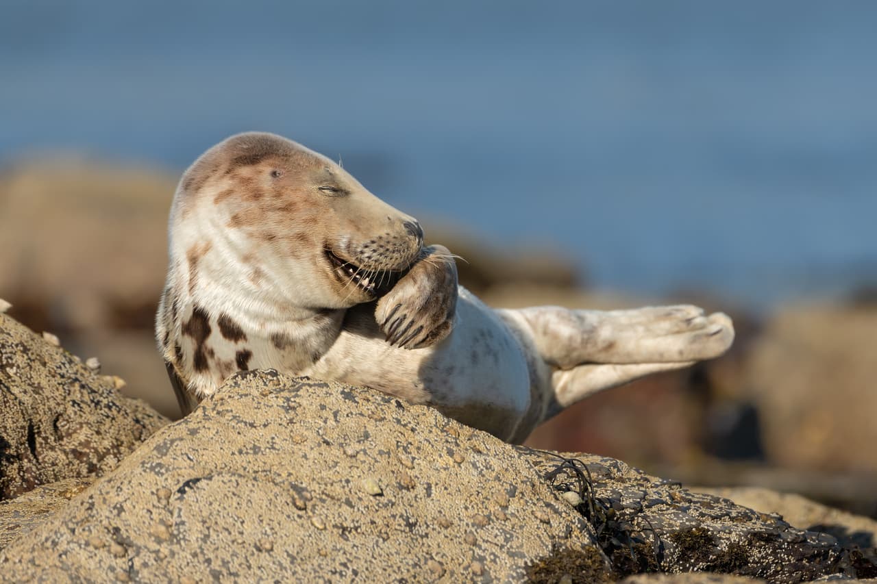 <b>‘Señor risitas’</b>
<br>
<br>“Este cachorro de foca gris parece estar riendo. Me encantó la expresión capturada, parece muy humana. Estuve acostado en una playa rocosa durante horas, lo más inmóvil posible, esperando pacientemente a que la vida de las focas se desarrollara a mi alrededor”, contó la fotógrafa de esta foto. Fue tomada en Ravenscar, Reino Unido.