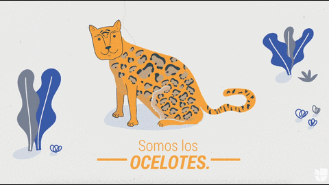 Por aire y tierra: 6 animales sufren ya por un muro fronterizo que Trump podría fortalecer 