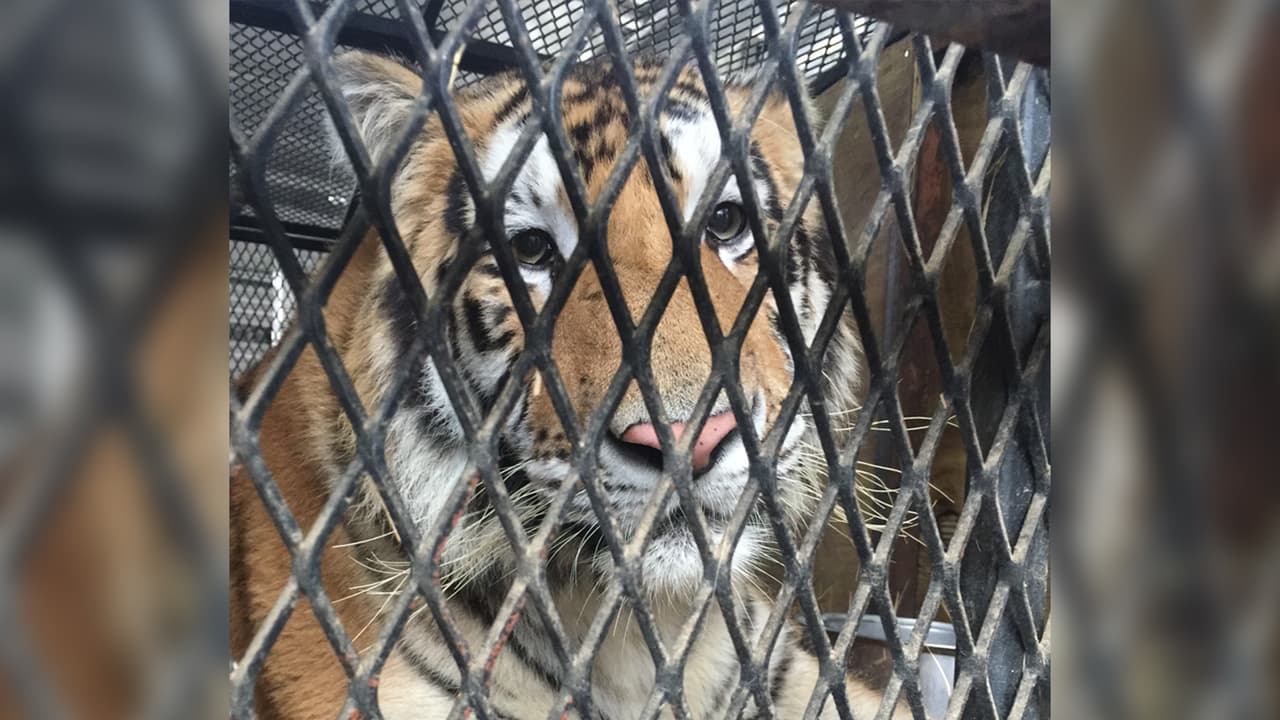 El tigre que fue hallado en una vivienda abandonada al sureste de Houston ya tiene un hogar seguro donde vivir. Este martes se informó que fue trasladado a un santuario o refugio para animales exóticos.