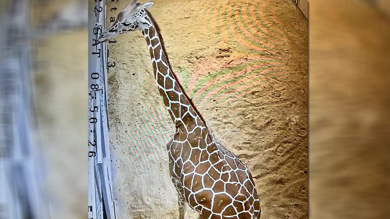 La cría se une a la manada de jirafas reticuladas del zoo en la exposición de la "Sabana Africana" junto a:Minka, una hembra de cinco años.Raffe, un macho de casi dos años.La madre, Stephanie.