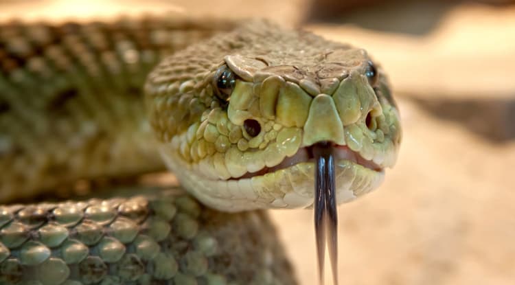 <b>Rattlesnake:</b> se encuentra a las afueras de Houston. Estas serpientes de cascabel hacen vibrar sus colas cuando se sienten amenazadas. En Texas se encuentran nueve especies de serpientes de cascabel.