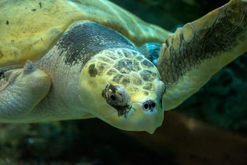 Las amenazas más recientes incluyen la asfixia debido a las grandes redes de las personas que pescan y la ingestión de basura flotante que confunden con comida.