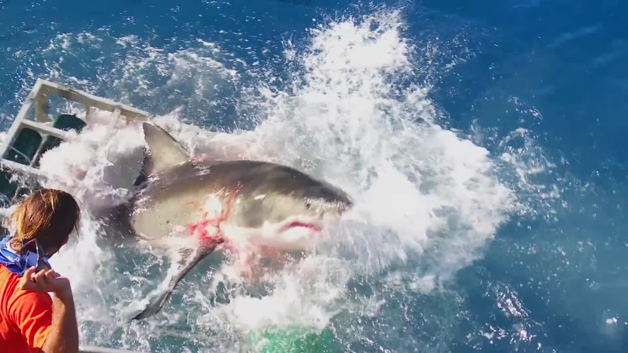 Los prejuicios matan hasta al rey del océano