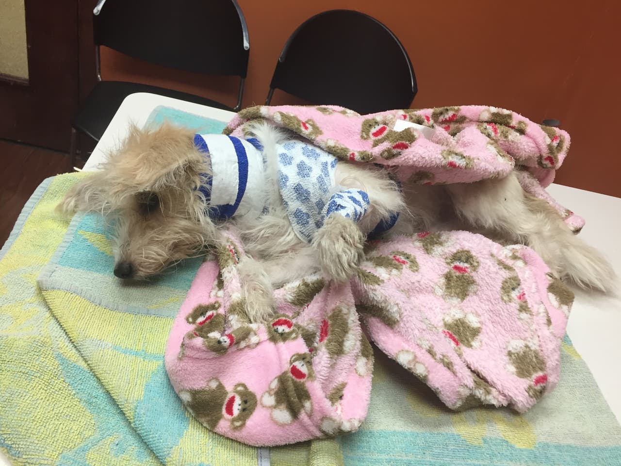 Por su parte, Callie sufrió una fractura de cuello además tenía cinco costillas fracturadas y lesiones en la pelvis, y fue llevada a la oficina de Control y Cuidado de Animales en Chicago. Después fue atendida en el shelter de 
<b><a href="http://www.fetchingtailsfoundation.org/" target="_blank">Fetching Tails Foundation</a></b>, quienes también le brindaron atención y cuidado.