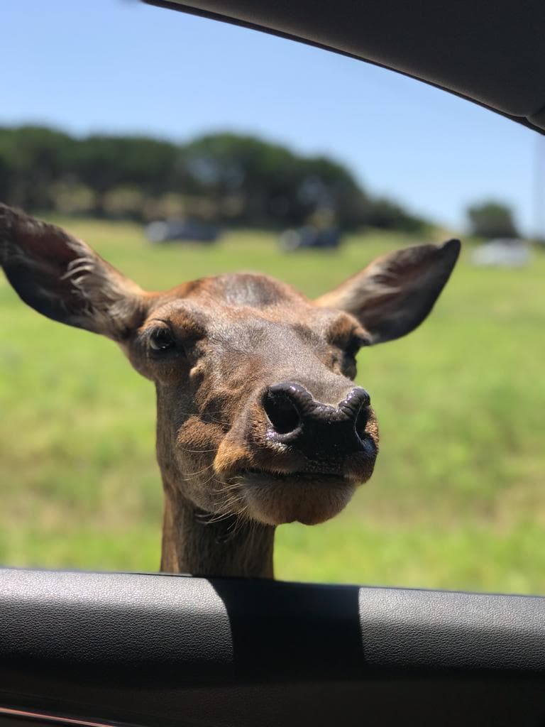 El recorrido dura aproximadamente una hora pero puede detenerse a observar a los animales desde su auto.