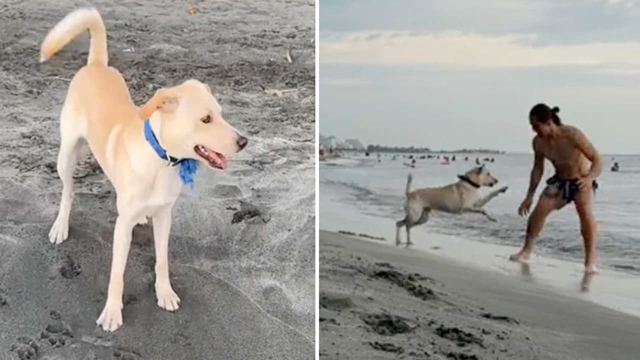 Perrito vence su miedo al mar por amor a su dueño: Internet está encantado con este tierno peludito