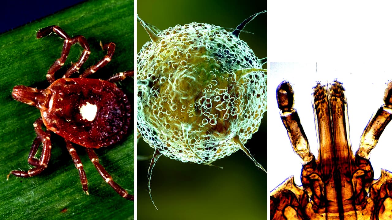 Circula un virus que podría ser mortal en garrapatas de Georgia: científicos de Emory