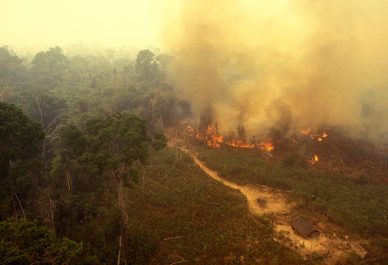 Bombero forestal. Requiere conocimientos del clima, de tala de árboles de forma segura, entre otros, y cada área exige un programa de entrenamiento específico: tripulación de helicópteros, creadores de línea de fuego (que retiran los escombros de la zona de fuego), equipo de motores y prevención.